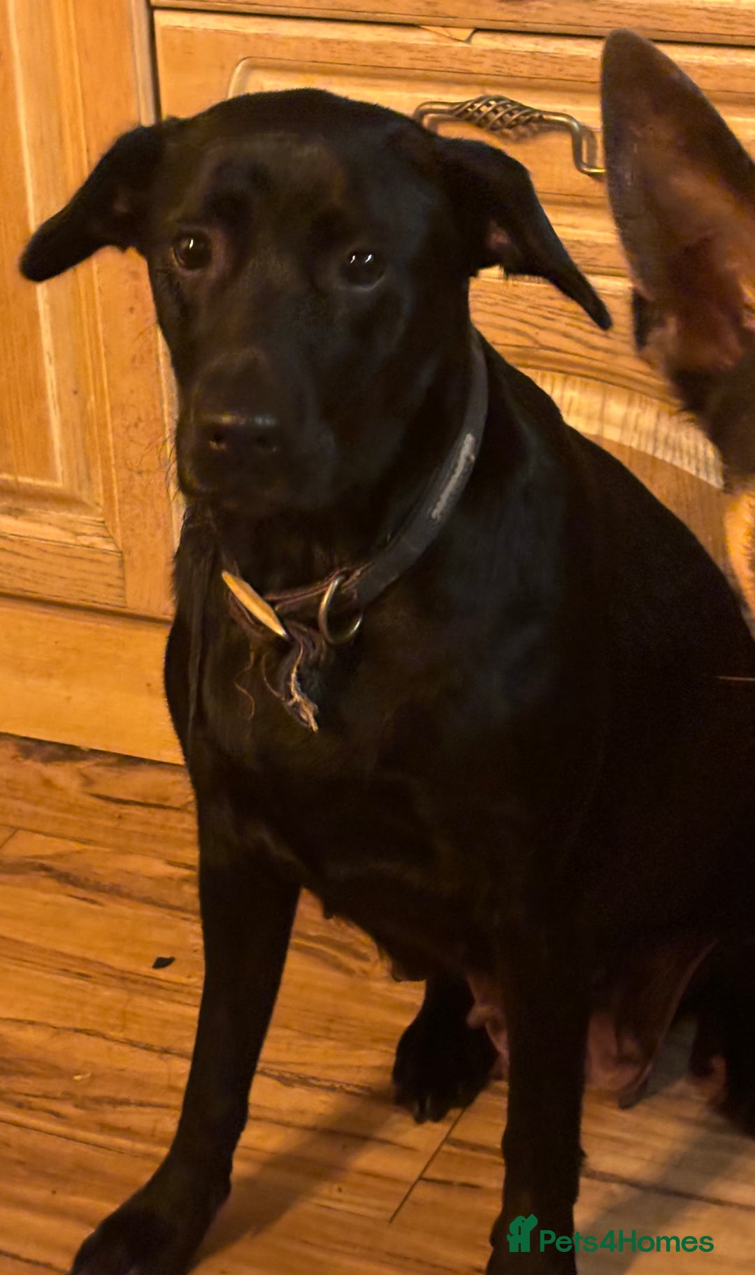 Labrador Retriever dogs for sale: One beautiful golden girl ready to leave!! - Advert 2