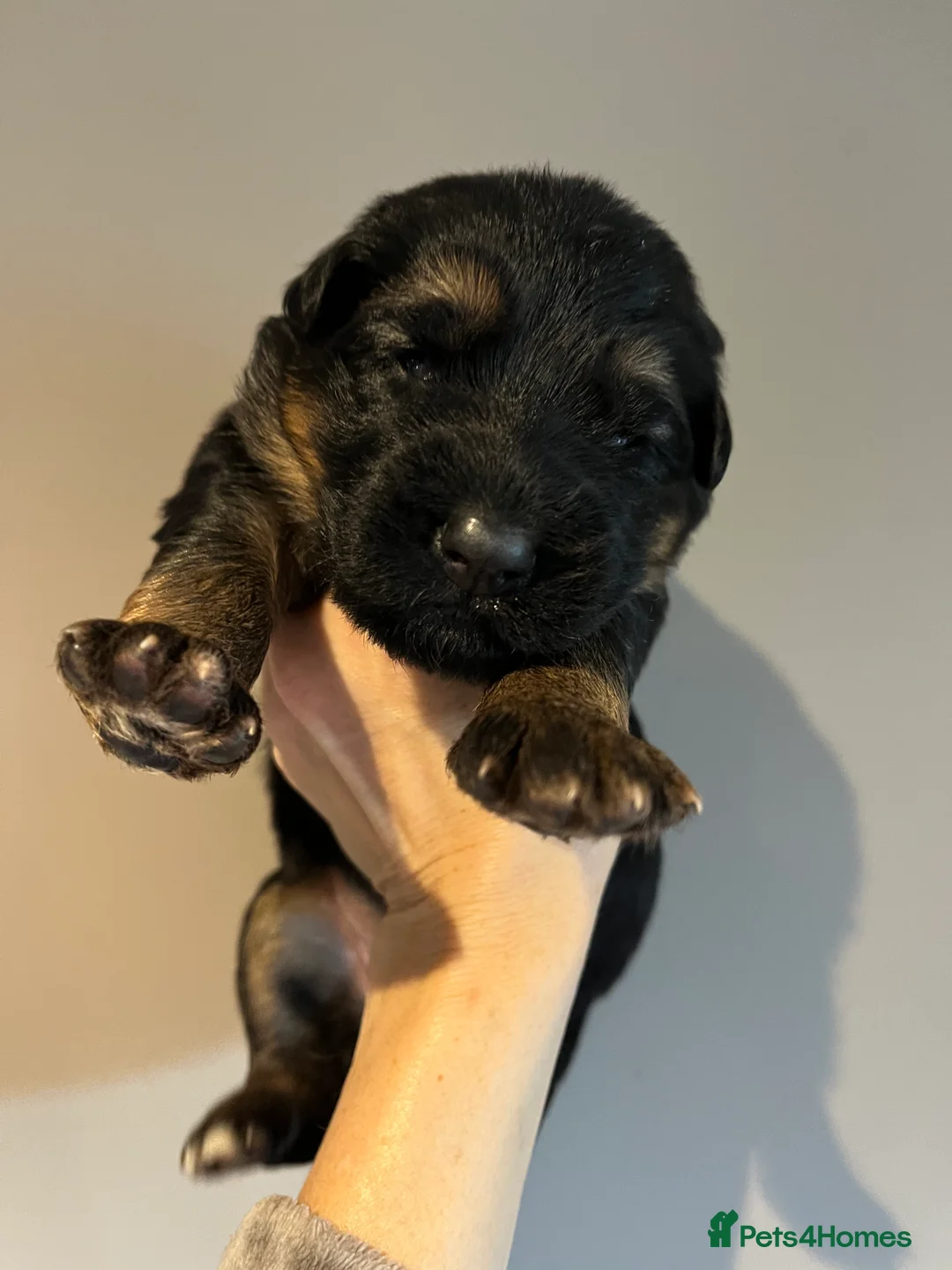 German Shepherd dogs for sale: Beautiful KC Reg puppies for sale  - Advert 24