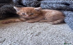 British Shorthair cats for sale: 1 ginger girl ready to go  - Image 5