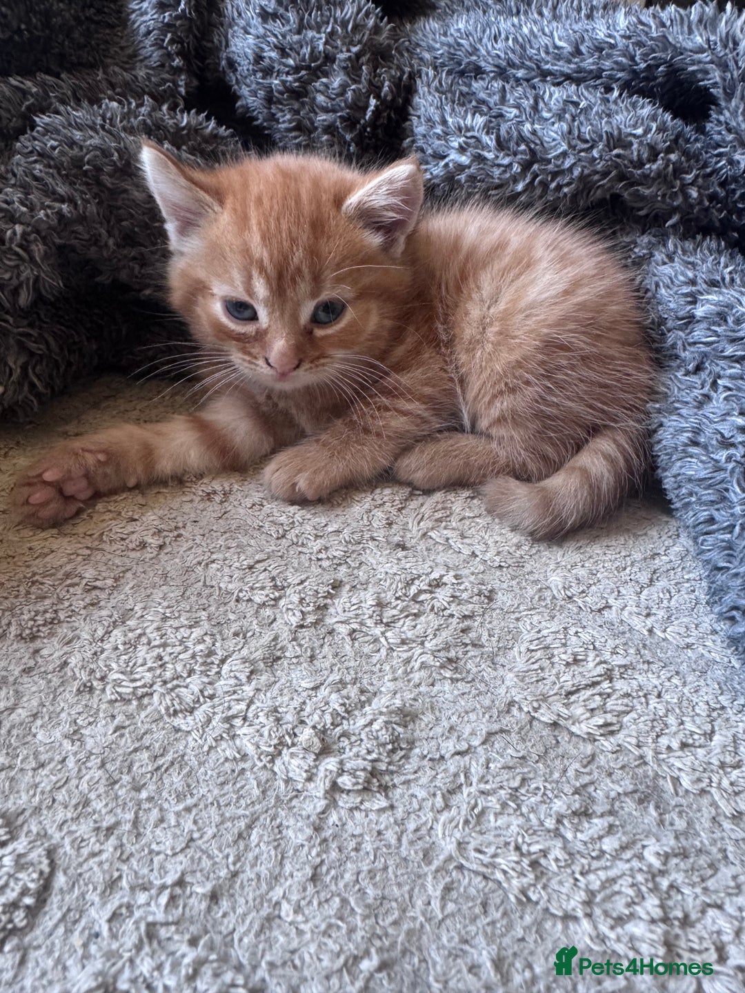 British Shorthair cats for sale: 1 ginger girl ready to go  - Image 5