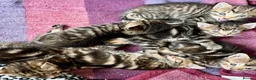 Bengal cats for sale: Glitter Bengal X With Famous References! - Advert 2