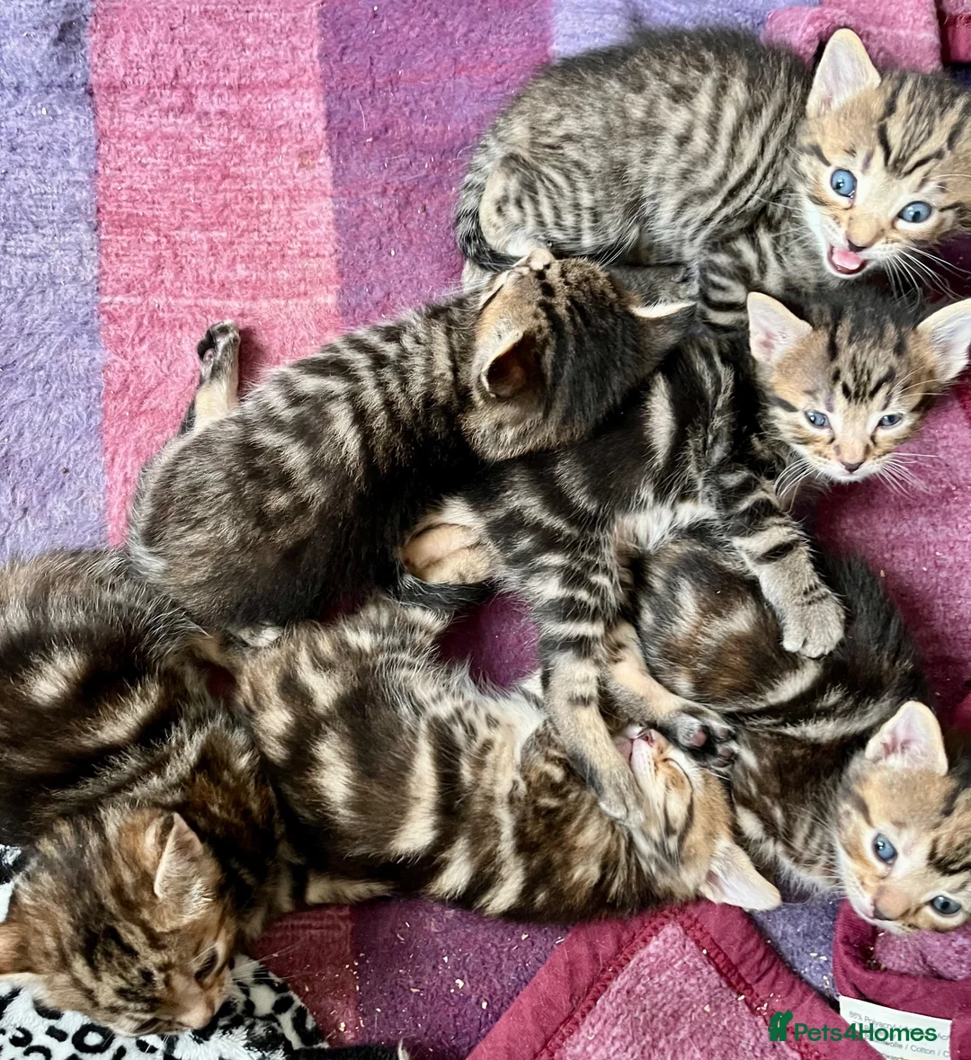 Bengal cats for sale: Glitter Bengal X With Famous References! - Advert 2