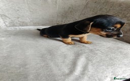 Mixed Breed dogs for sale: Four Little Ones:Sweet Female Puppies Seeking Home - Image 4