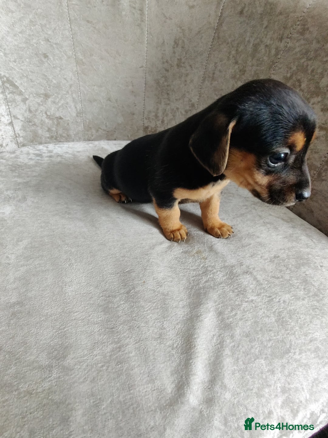 Mixed Breed dogs for sale: Four Little Ones:Sweet Female Puppies Seeking Home - Image 4