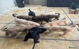 Goldendoodle dogs for sale: MultiGen Goldendoodles  - Image 15