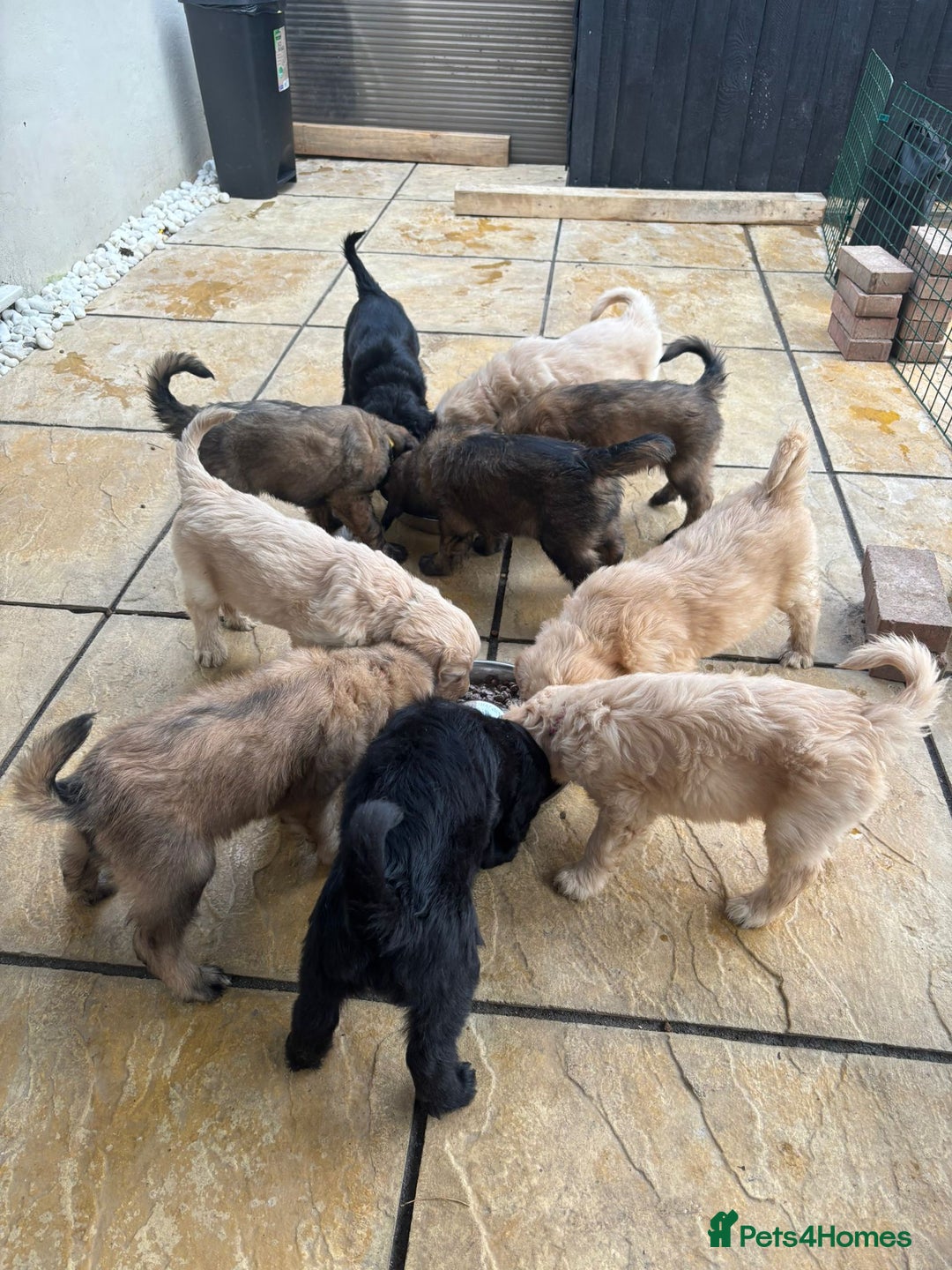 Goldendoodle dogs for sale: MultiGen Goldendoodles  - Image 15