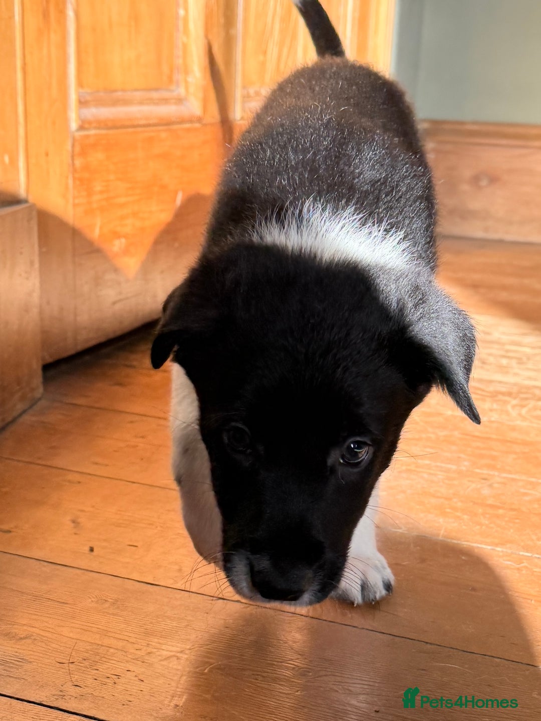 Mixed Breed dogs for sale: Border Collie Cross Pups - Image 3