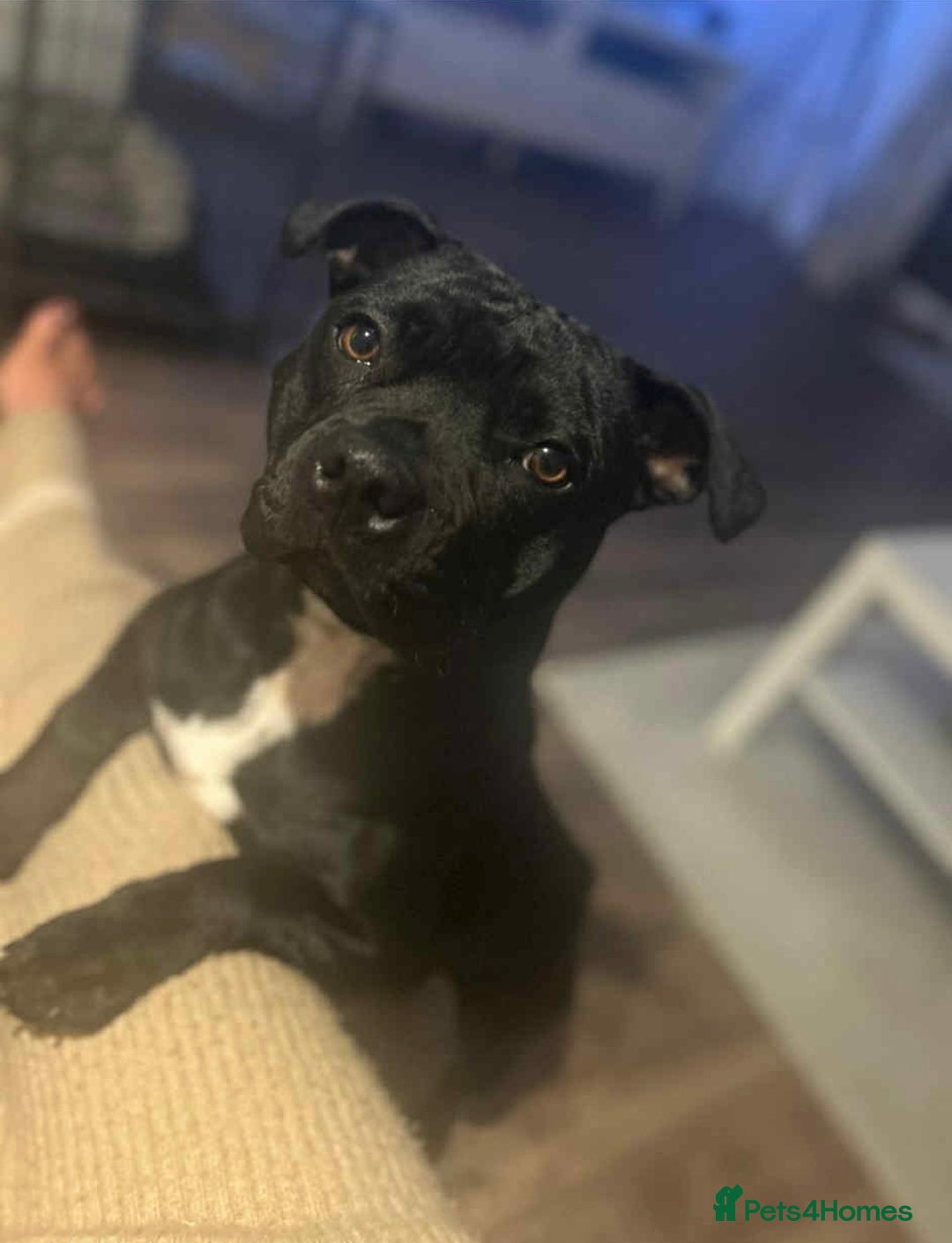 Staffordshire Bull Terrier dogs for sale: 🐾 Beautiful Staffordshire Bull Terrier Puppies 🐾 - Image 9