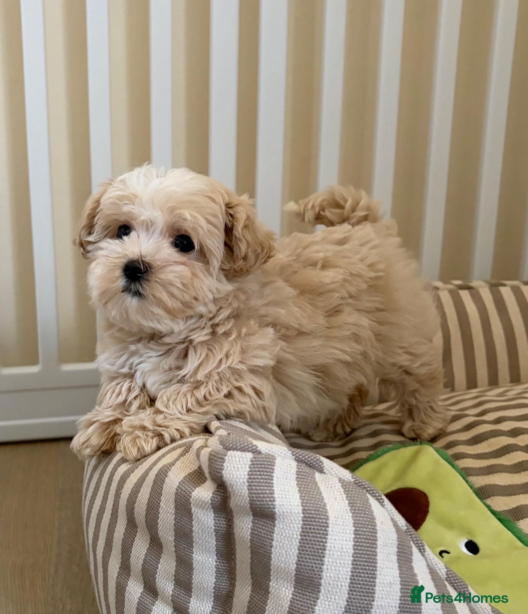Maltipoo dogs 5🌟Korean maltipoo puppies health tested - Advert 2