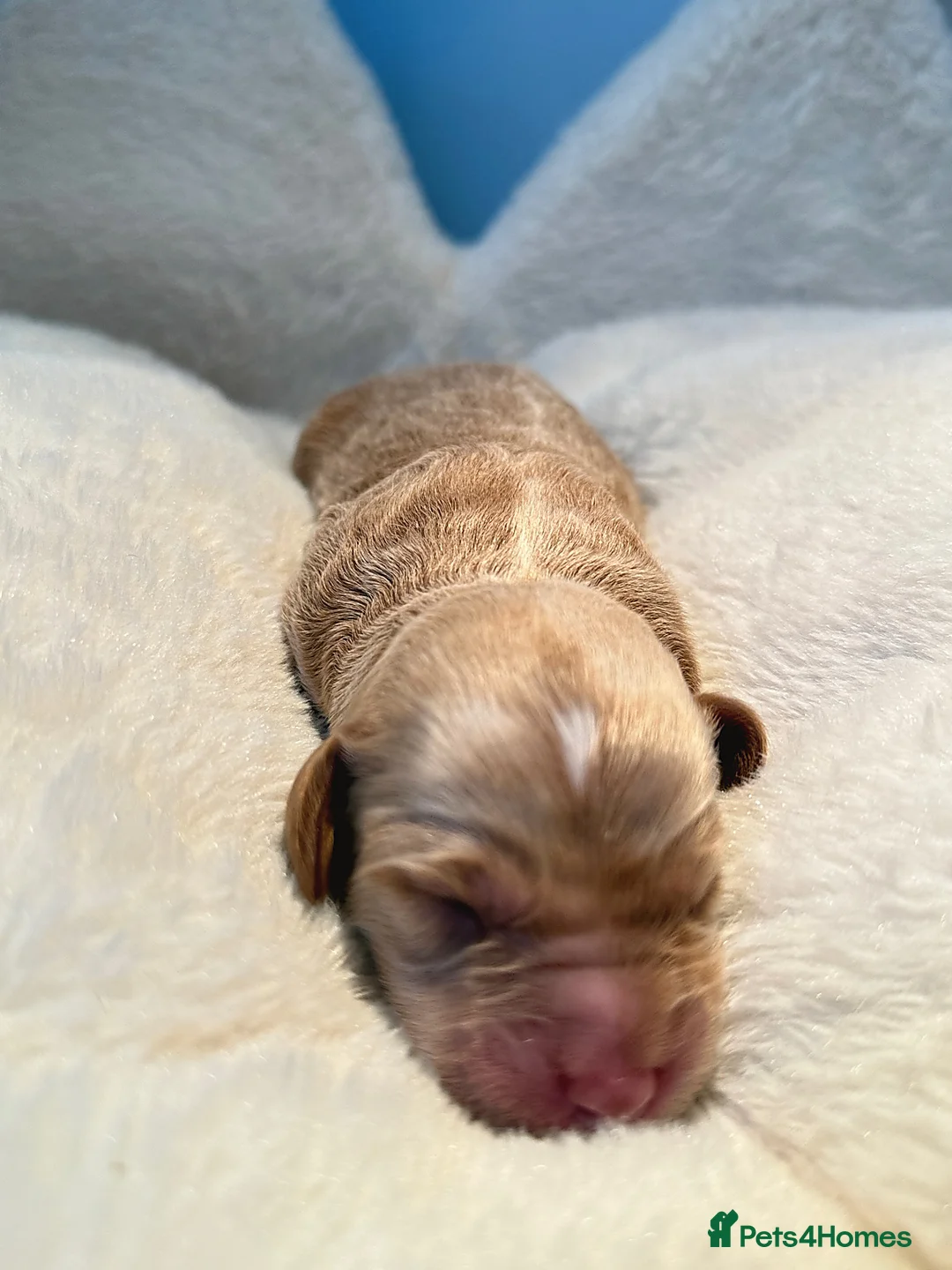 Labradoodle dogs for sale: 🧸Beautiful teddy bear F1 Labradoodles🧸  - Advert 9