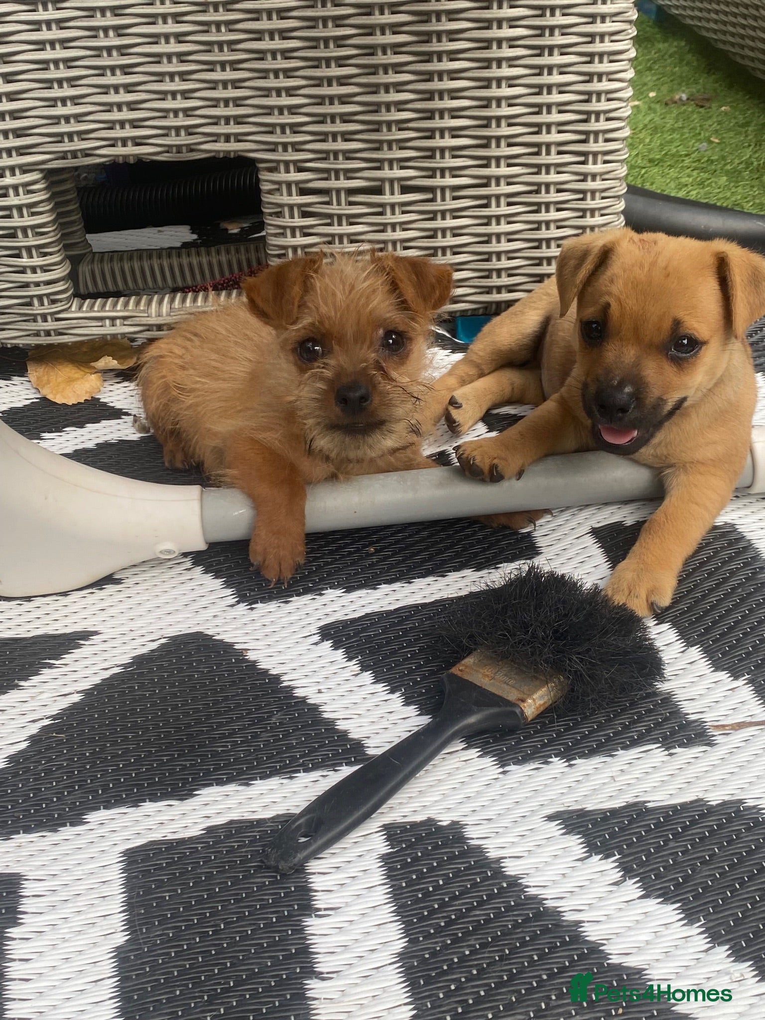 Mixed Breed dogs Jack Russell/ Yorkshire terrier/ Chihuahua  - Advert 18