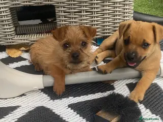 Mixed Breed dogs Jack Russell/ Yorkshire terrier/ Chihuahua - Advert 2