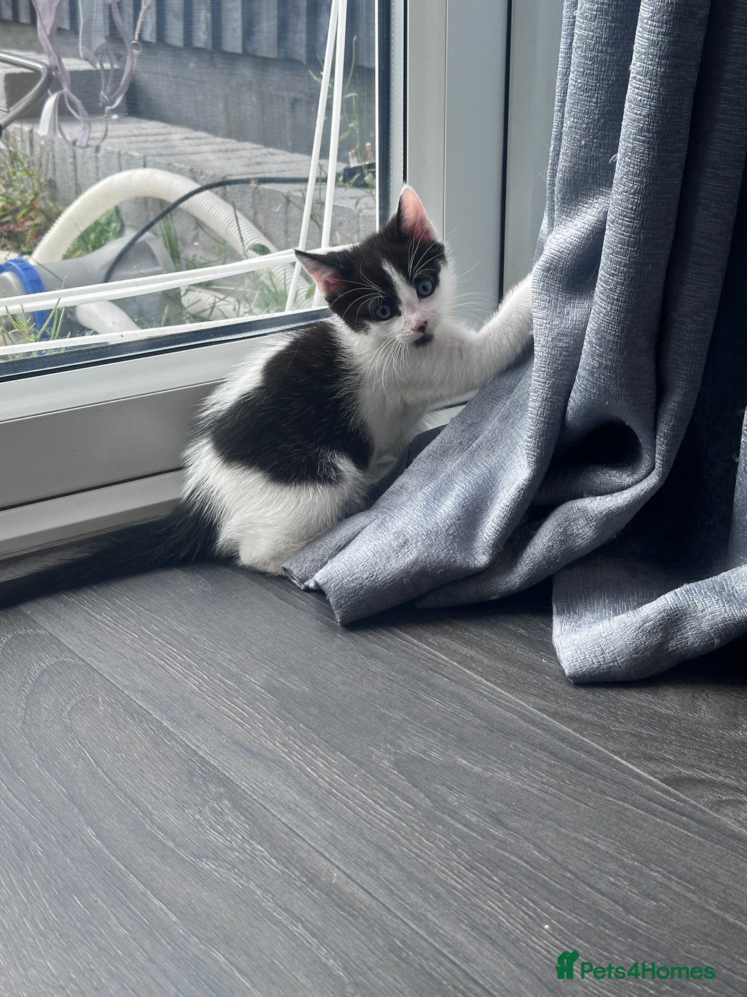British Shorthair cats for sale: 3 Male kittens ready to be collected  - Image 4