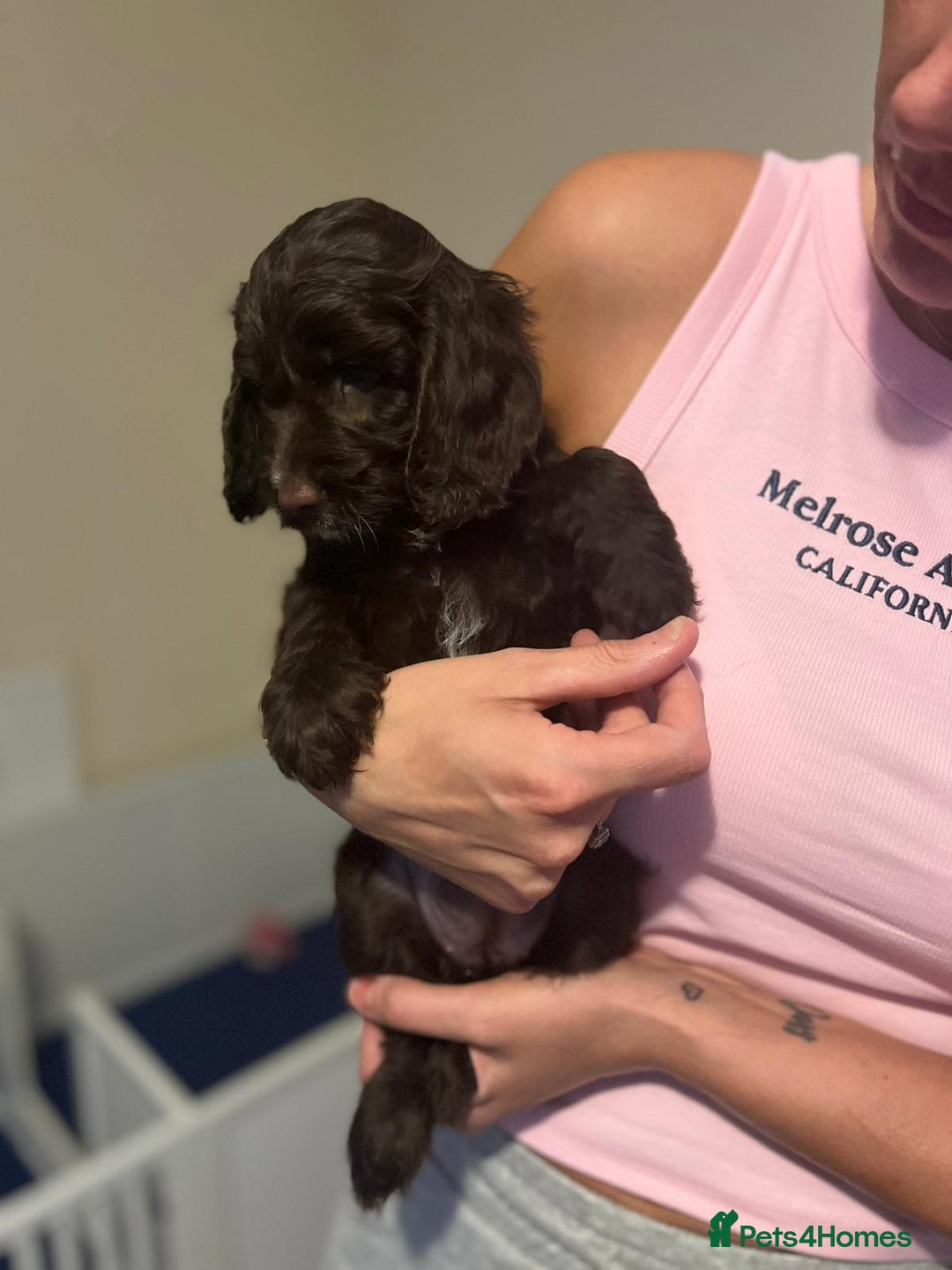 Cockapoo dogs for sale: All rehomed ❤️ F1 PRA clear cockapoo pups - Image 26