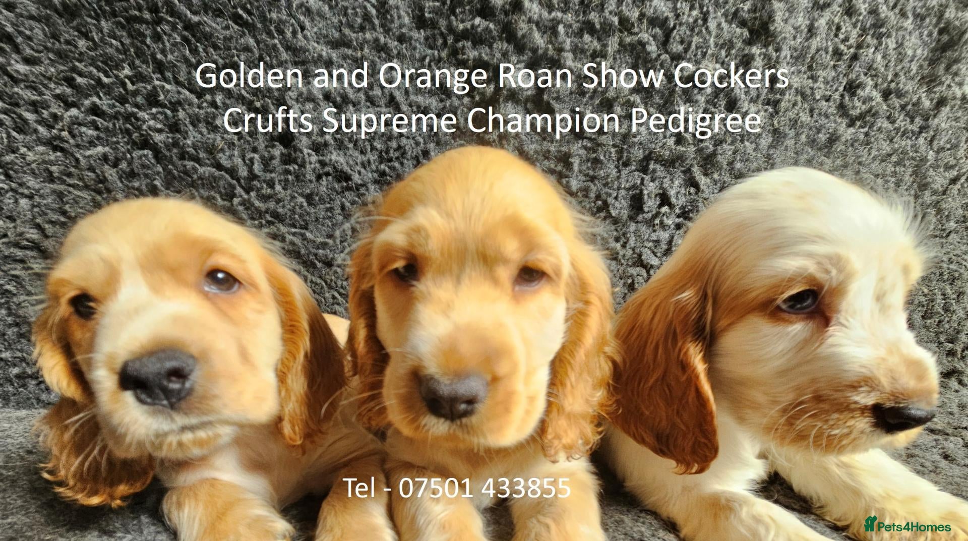 Cocker Spaniel dogs Beautiful Show Cockers - KC Reg, Health Checked - Advert 5