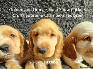Cocker Spaniel dogs Beautiful Show Cockers - KC Reg, Health Checked - Advert 5