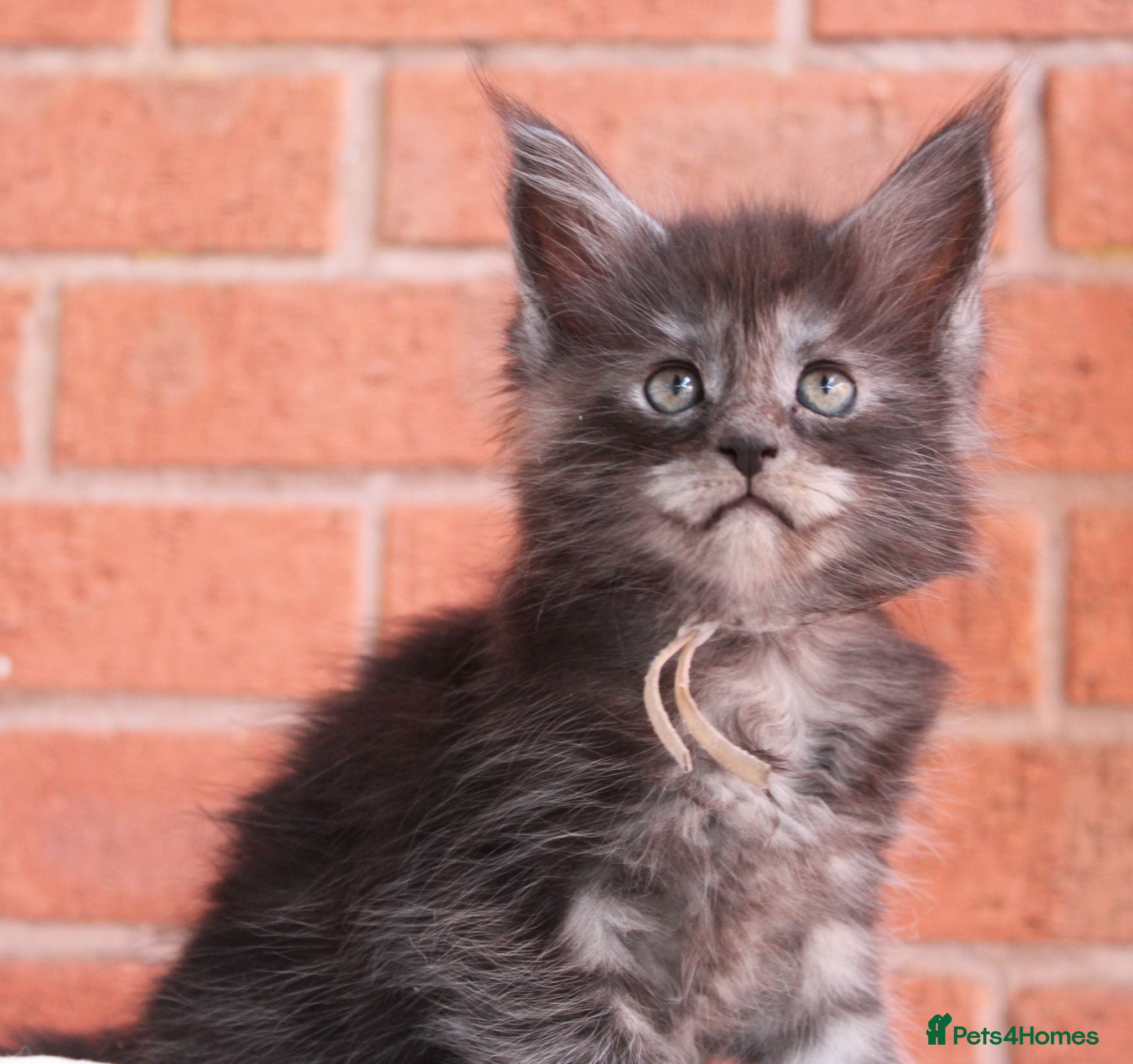 Maine Coon cats 🔥Gorgeous Maine Coons Available🔥 - Advert 1