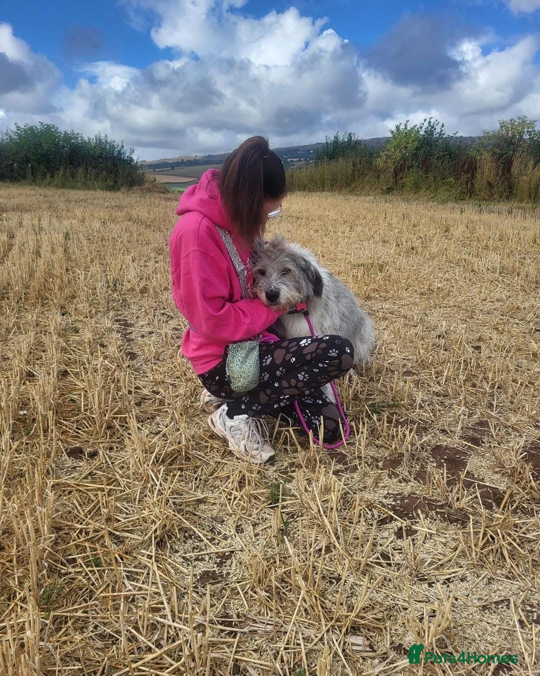 Mixed Breed dogs for adoption: 🧡 Amira - our sweet shepherd 🧡  - Advert 10