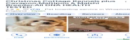 Maltipoo dogs for sale: F1b MALTIPOO BOYS -SUPERB FAMILY PETS - Advert 9