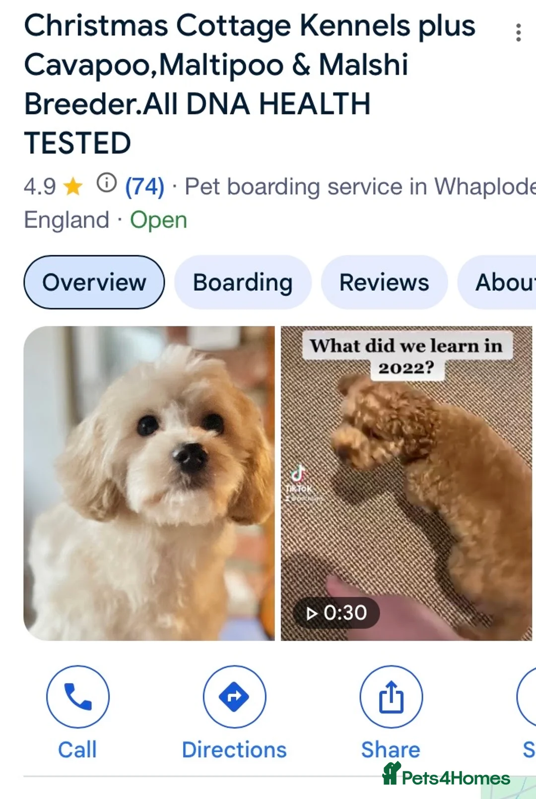 Maltipoo dogs for sale: F1b MALTIPOO BOYS -SUPERB FAMILY PETS - Advert 9