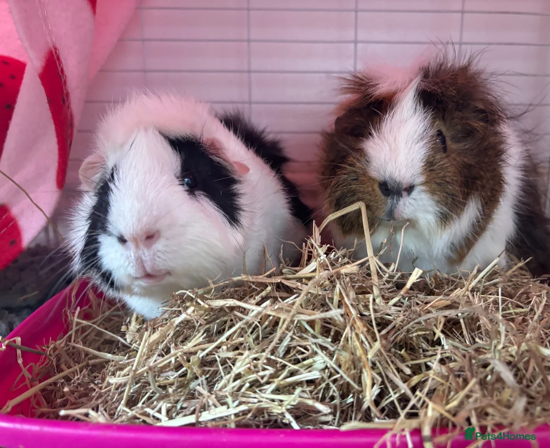 Guinea Pig rodents for sale: 2 boy guinea pigs for sale  - Advert 1