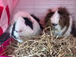 Guinea Pig rodents 2 boy guinea pigs for sale - Advert 1