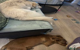 Mixed Breed dogs for adoption: Chase for adoption - Image 4