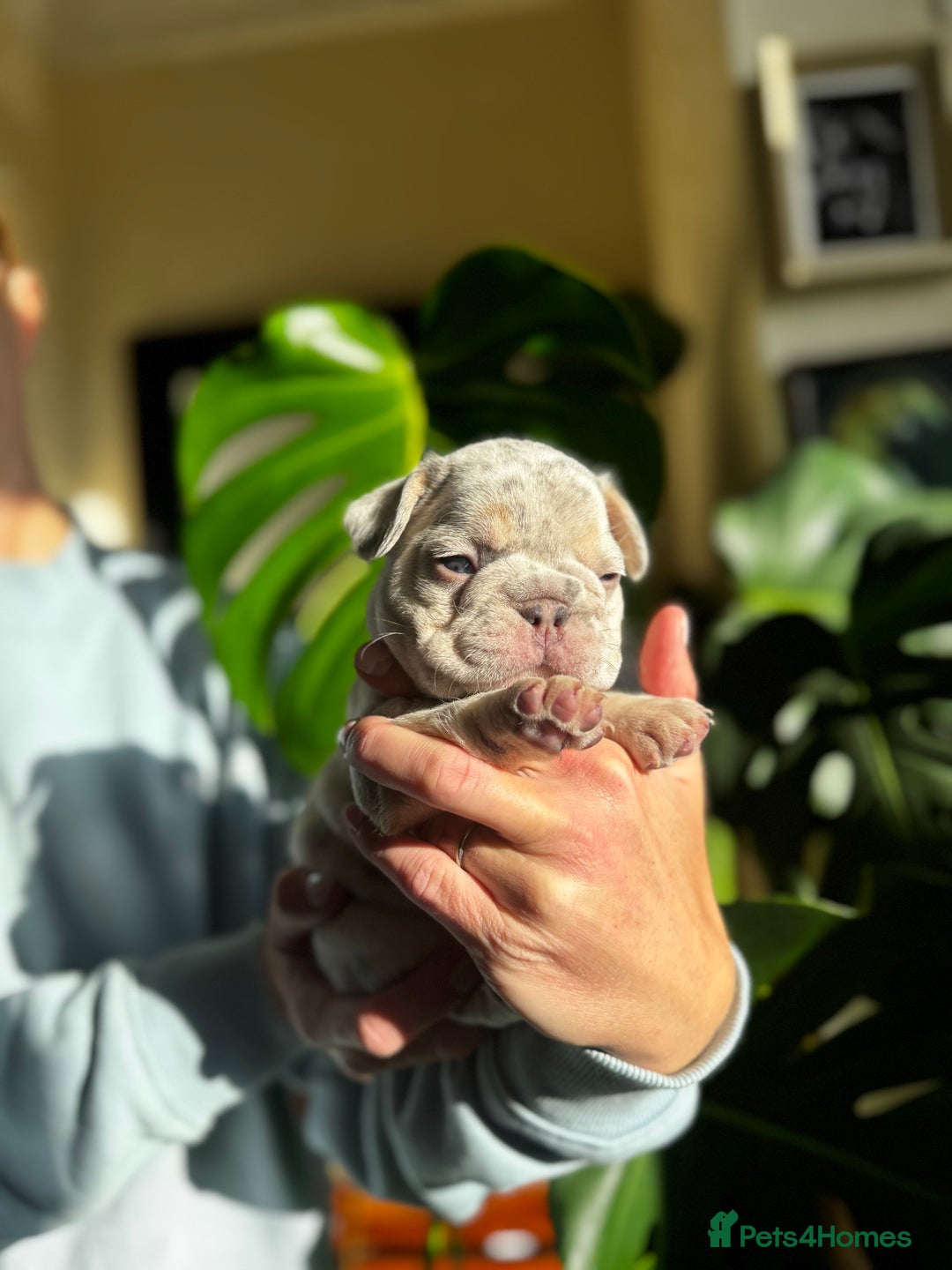 French Bulldog dogs for sale: Accepting Reservations 4 Girls,2 Boys Available  - Image 6