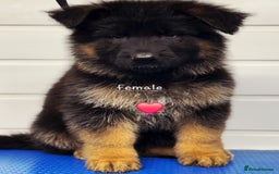 German Shepherd dogs for sale: KC reg health tested German shepherd puppies  - Image 5