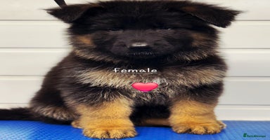 German Shepherd dogs - Advert 3