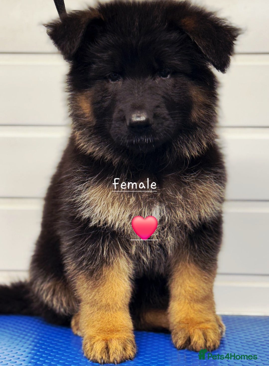 German Shepherd dogs for sale: KC reg health tested German shepherd puppies  - Image 5