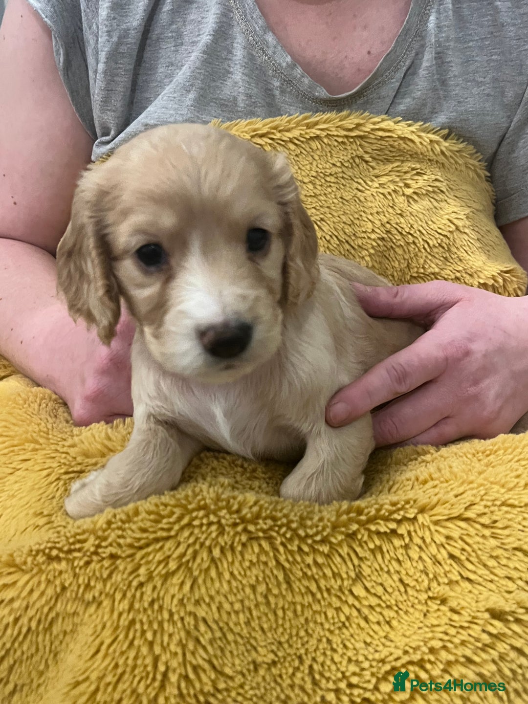 Sprocker dogs for sale: SPROCKER SPANIELS PUPPIES  - Advert 8