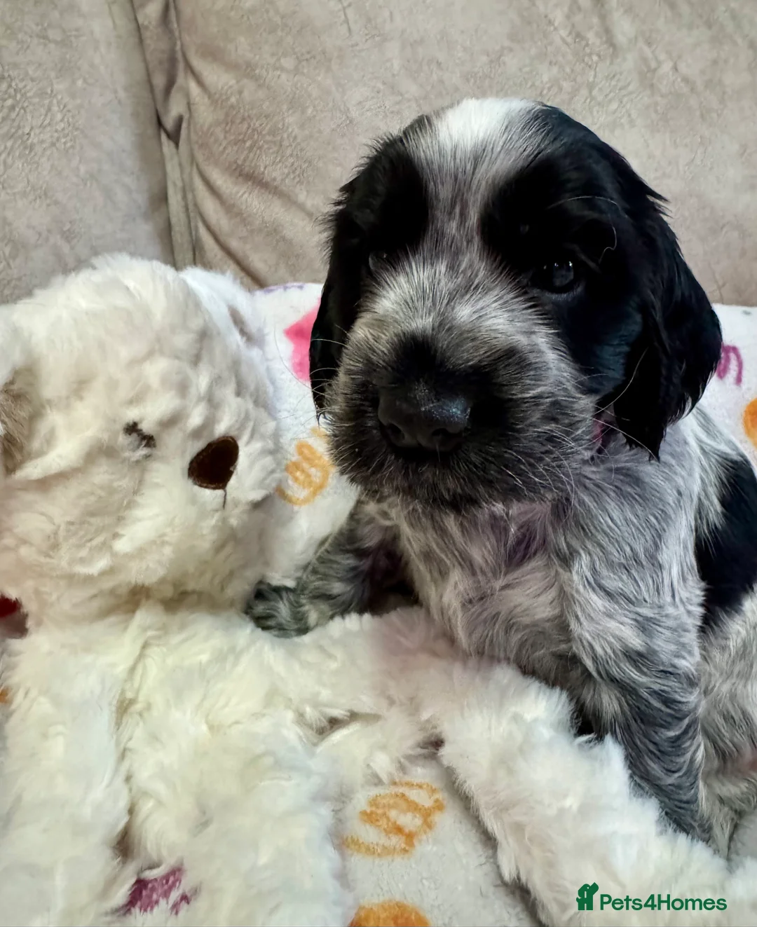 Cocker Spaniel dogs for sale: Adorable show cocker spaniel puppies - Advert 2