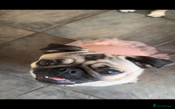 Pug dogs for sale: Beautiful female pug  - Image 2
