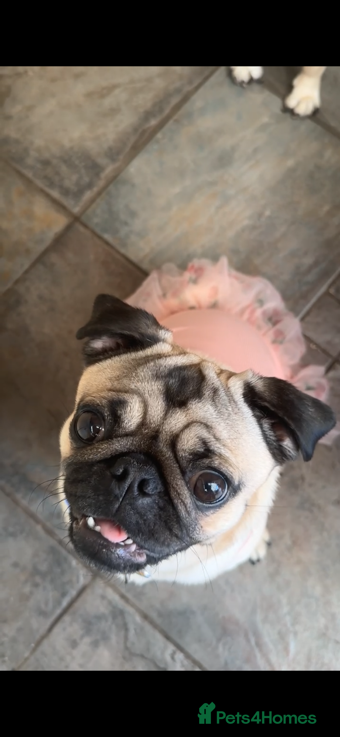 Pug dogs for sale: Beautiful female pug  - Image 2