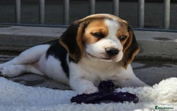 Beagle dogs for sale: Stunning KC Reg Beagle Pups - Ready Now - Image 2