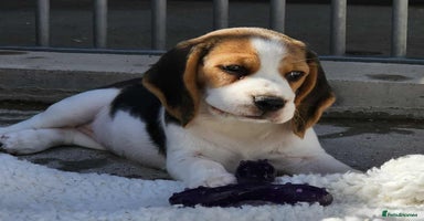 Beagle dogs - Advert 7