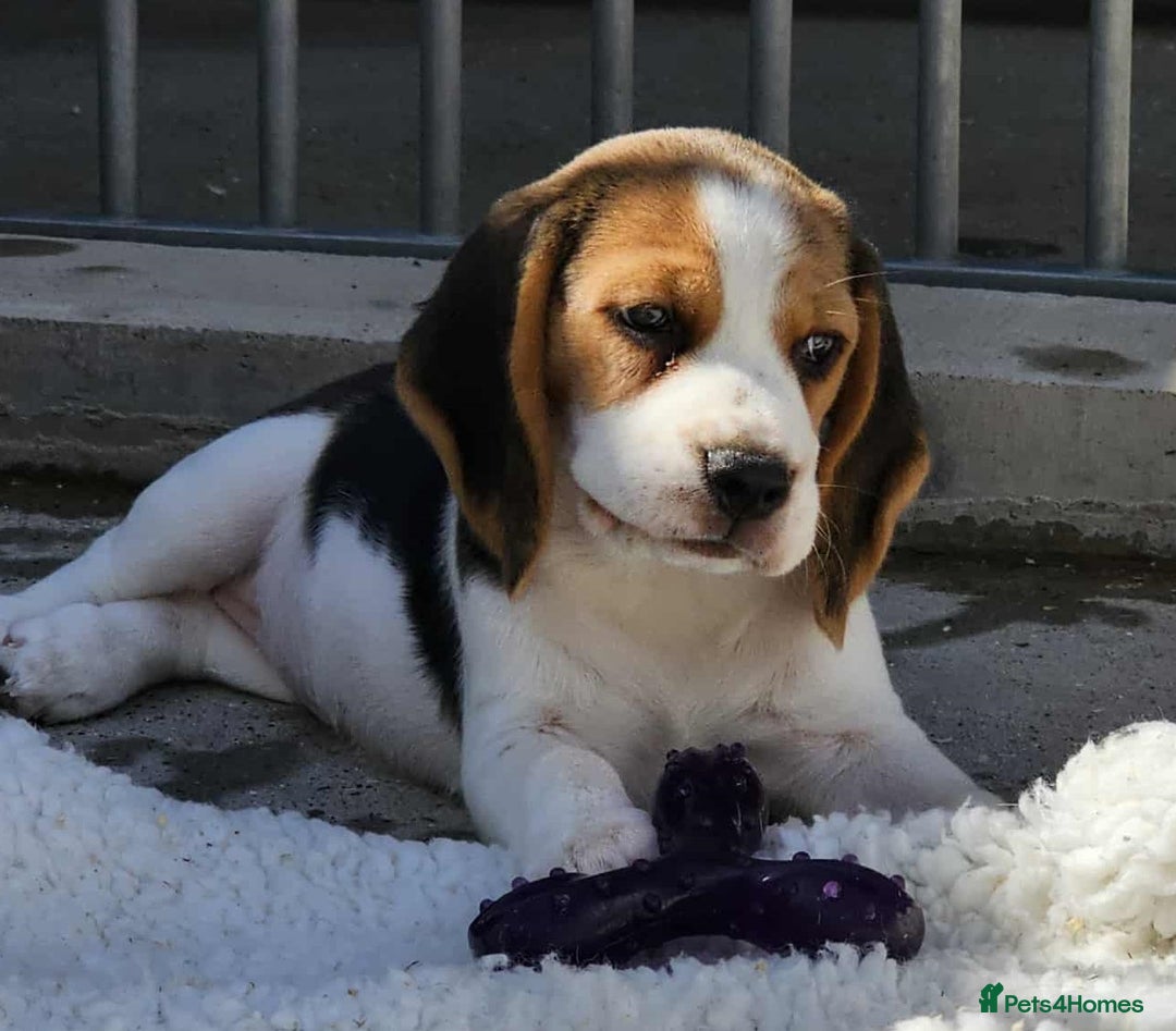 Beagle dogs for sale: Stunning KC Reg Beagle Pups - Ready Now - Image 2