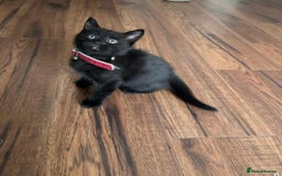 Mixed Breed cats for sale: Maine Coon X kittens ready to leave - Image 5