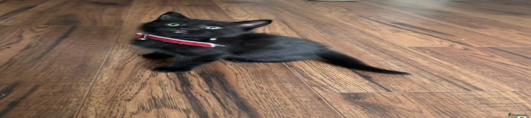 Black Male Red collar