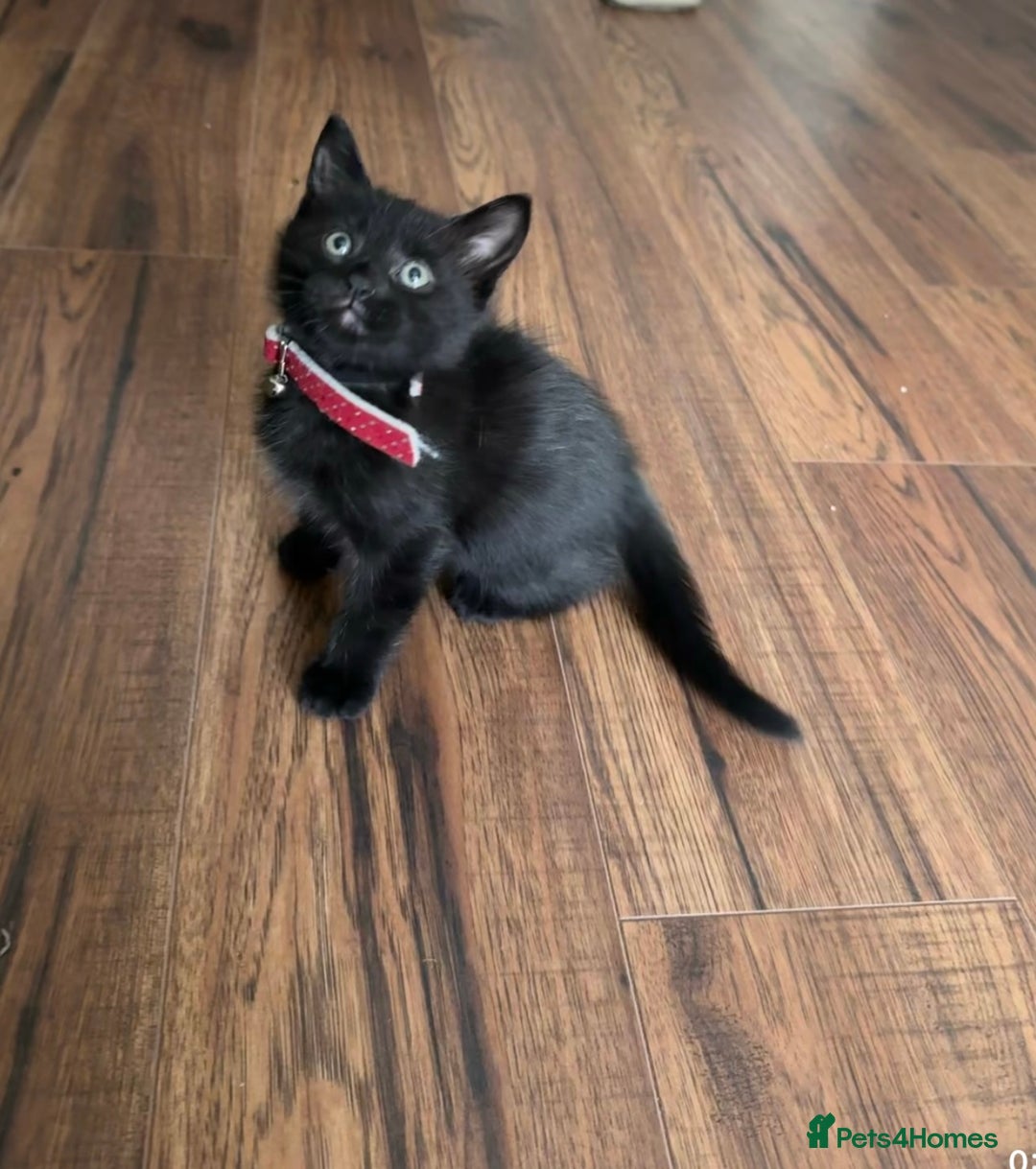 Mixed Breed cats for sale: Maine Coon X kittens ready to leave - Image 5