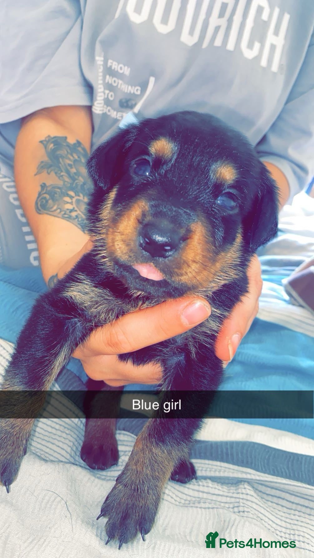 Rottweiler dogs Rottweiler puppies  - Advert 2
