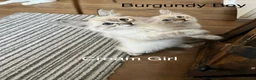 Siberian cats for sale: Amazing Siberian Neva Masquerade/Ragdoll kittens  - Advert 12