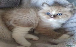 Ragdoll cats for sale: GCCF Active Blue Mitted Stud male for sale - Image 14