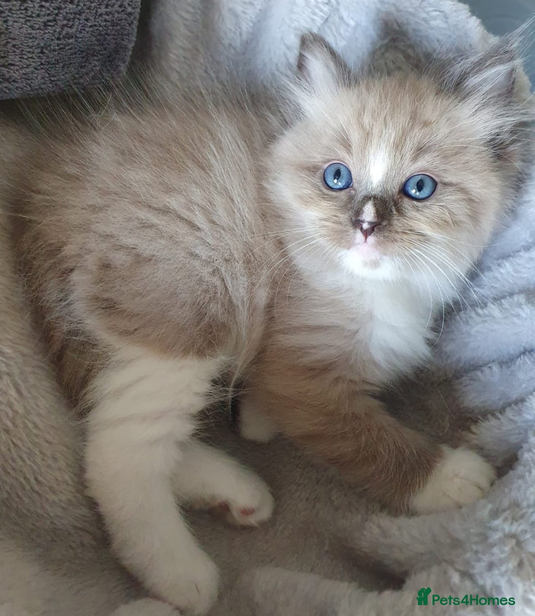 Ragdoll cats for sale: GCCF Active Blue Mitted Stud male for sale - Image 14