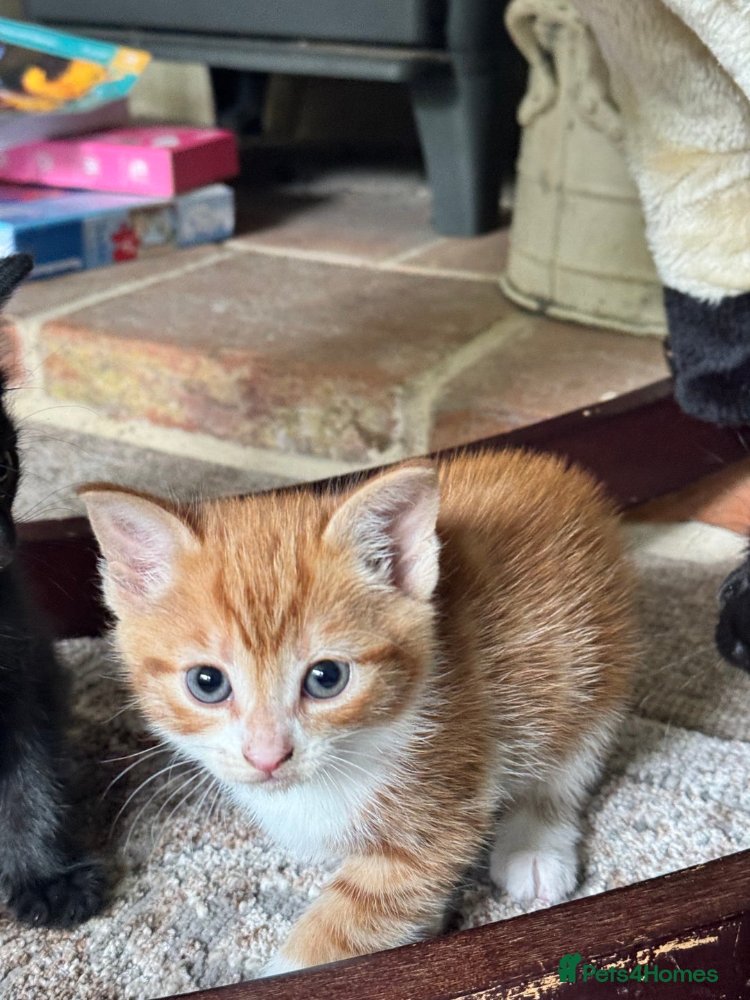 British Shorthair cats for sale: Short haired kittens  - Image 13