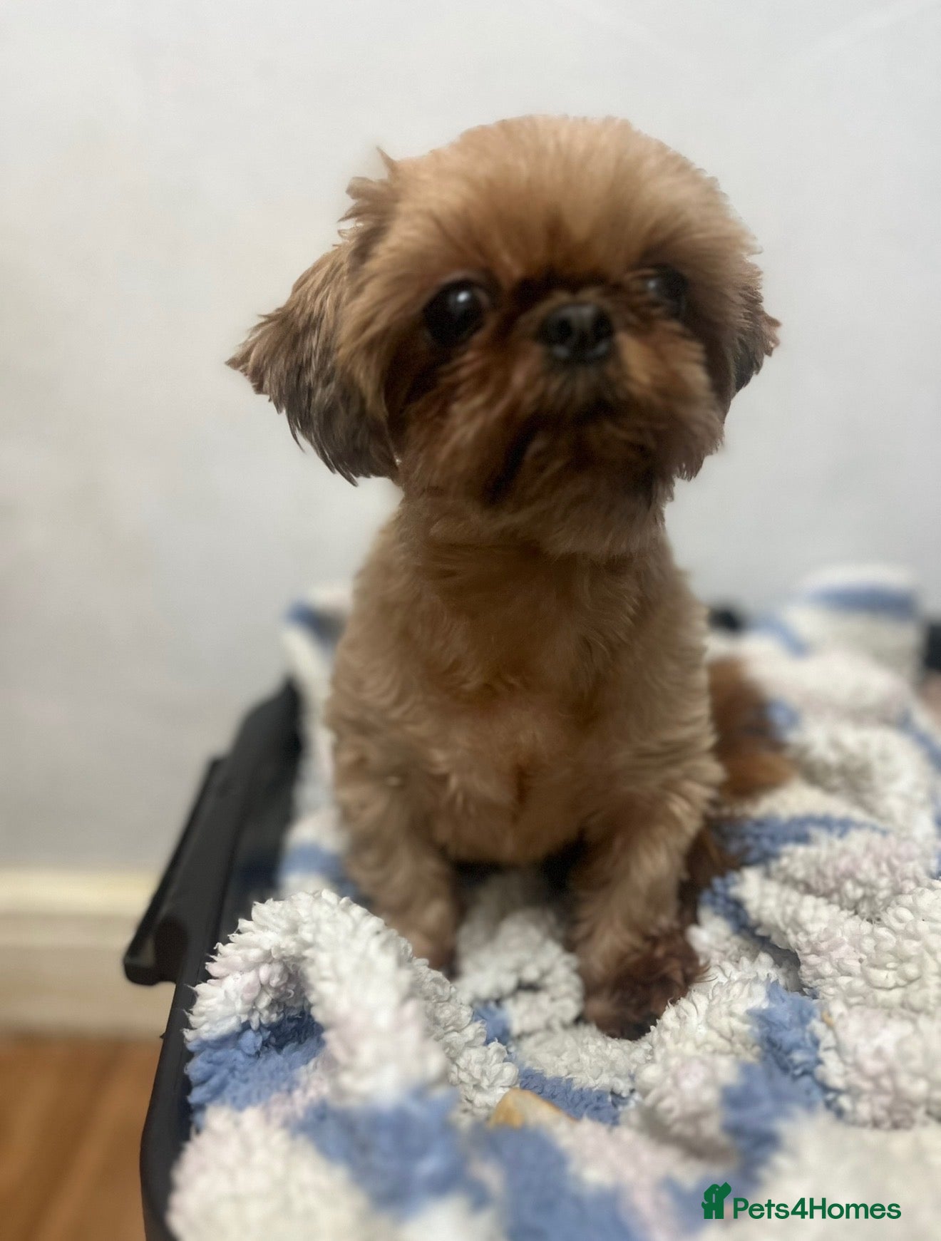 Shih Tzu dogs Tiny KC adult female  in Saint Helens - Advert 1