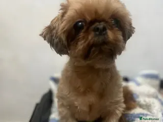 Shih Tzu dogs Tiny KC adult female in Saint Helens - Advert 1