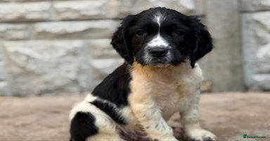English Springer Spaniel dogs - Advert 6