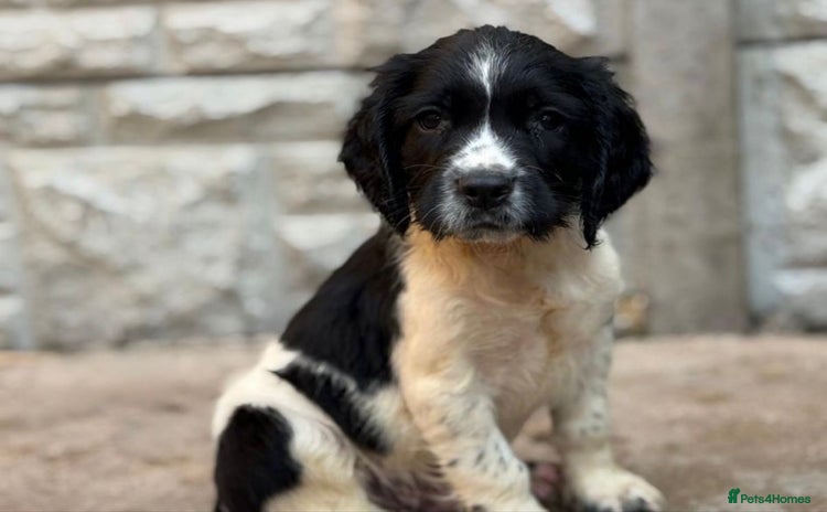 English Springer Spaniel dogs - Advert 1